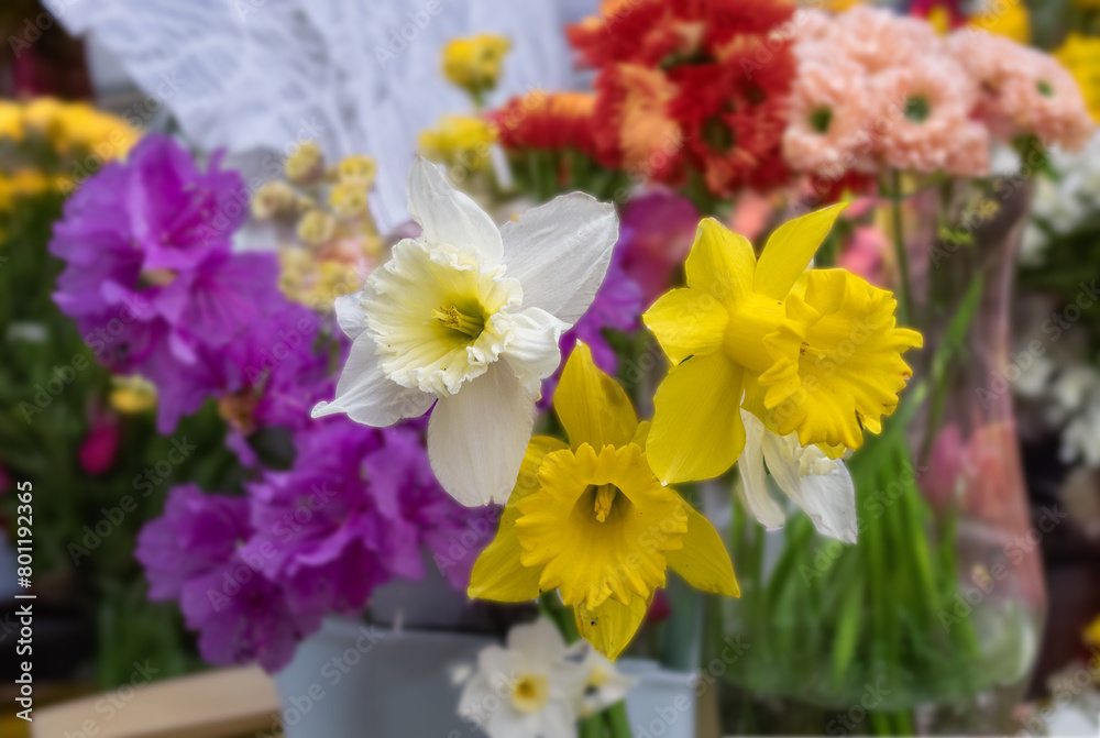 水仙の花束をテーマにした背景素材 水仙の花束をテーマにした背景素材