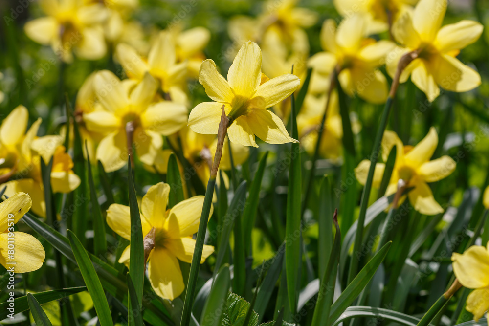 Fototapeta premium Bright yelloww narcissus flowers. Flower bed with drift yellow. Narcissus flower also known as daffodil, daffadowndilly, narcissus, and jonquil in springtime. Bulbous plants in the garden.