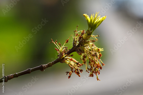 The flowering of the ash tree in spring. Allergy to pollen. Ash ( lat. Fraxinus ) is a genus of woody plants from the Olive family