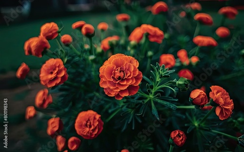 A collection of vibrant orange flowers blooming together in a garden setting. Generative AI