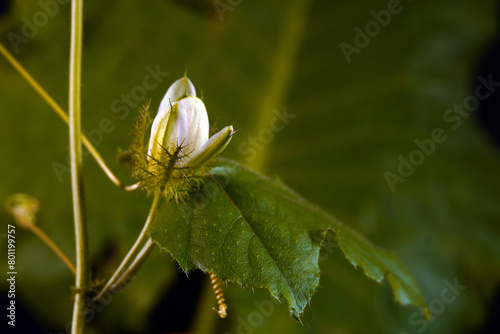 Stinking passionflower (Passiflora foetida) or wild maracuja, bush passion fruit, wild water lemon, stoneflower, love-in-a-mist, or running pop photo