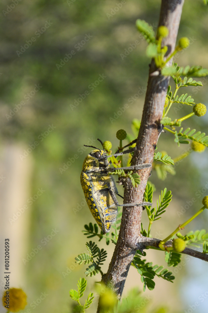 Julodis insect on a leaf, wildlife animal egyptian acacia tree outdoor Julodis insect on a leaf, wildlife animal egyptian acacia tree outdoor