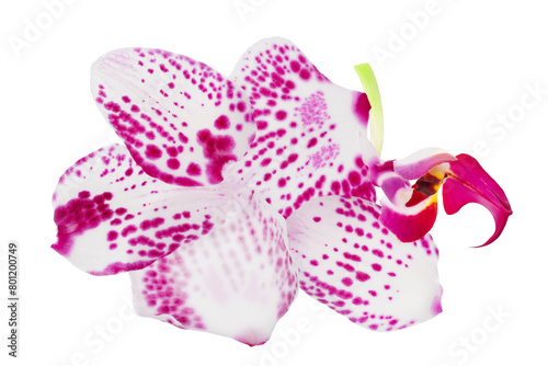 petal of pink phalaenopsis orchid flower isolated on white background © kolesnikovserg