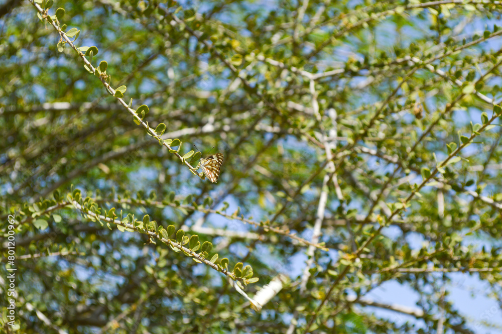 green leaves on a branch natural background summer season green leaves on a branch natural background summer season