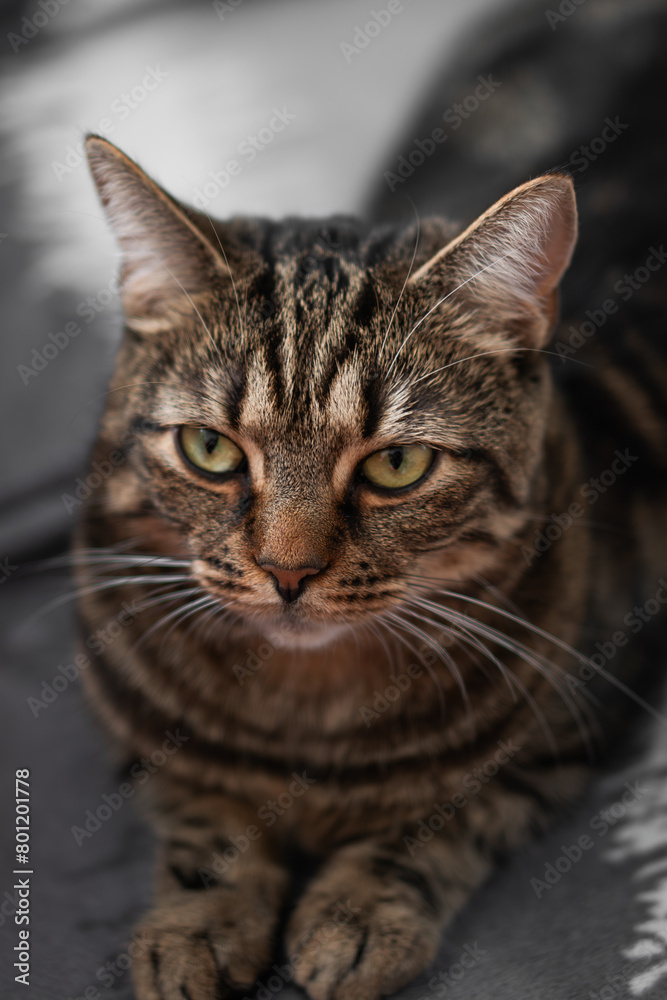 fluffy and beautiful cat looks at you