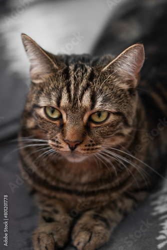 fluffy and beautiful cat looks at you