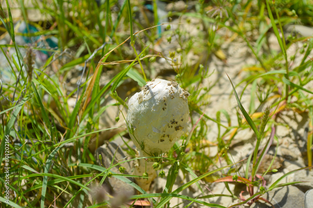 Obraz premium white new seasonal common fungi mushroom in the grass