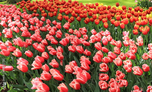 Pink and Red Tulips Flower Bed at Keukenhof, Netherlands