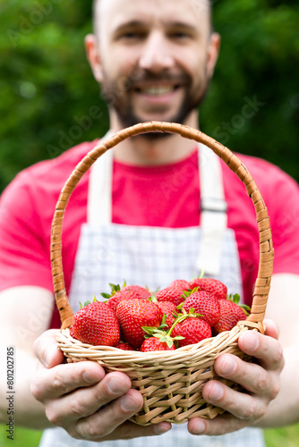Young smiling male farmer holds a basket with fresh ripe strawberries in his hands. Harvesting strawberries. Close-up.