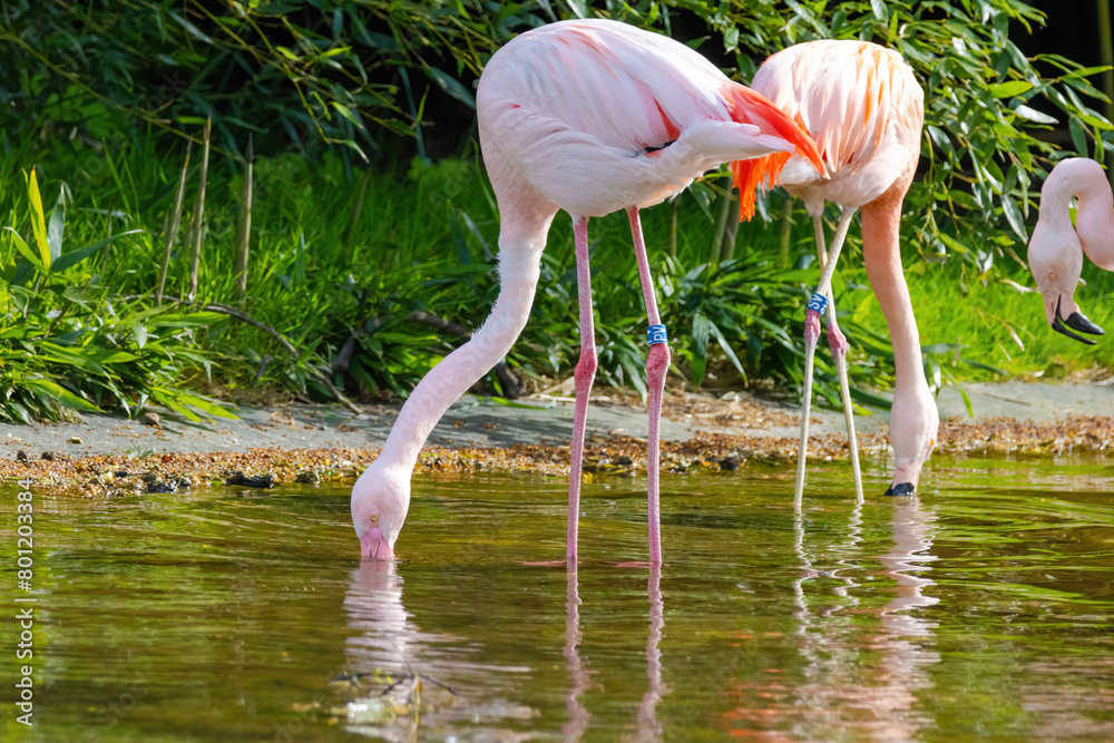 close-up portrait of african flamingo walking around in water close-up portrait of african flamingo walking around in water