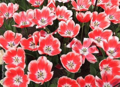 Red and White Colored Tulips Close Up