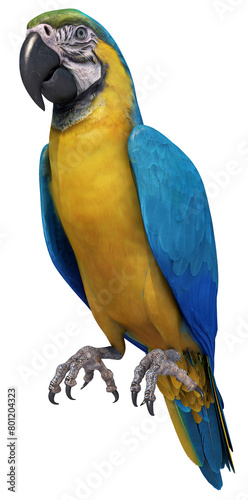 tropical ara macaw parrot blue yellow isolated © Mathias Weil