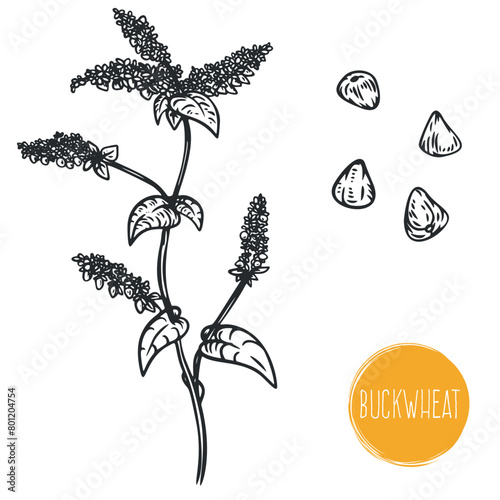 Hand draw buckwheat with seeds in monochrome sketch style. Agriculture organic food plant. Engraving vintage vector illustration.