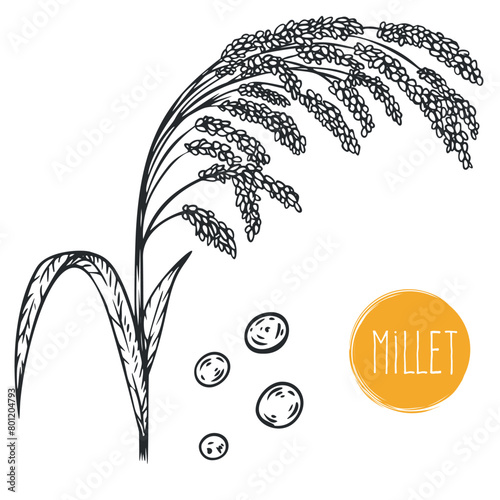 Hand draw millet with seeds in monochrome sketch style. Agriculture organic food plant. Engraving vintage vector illustration.