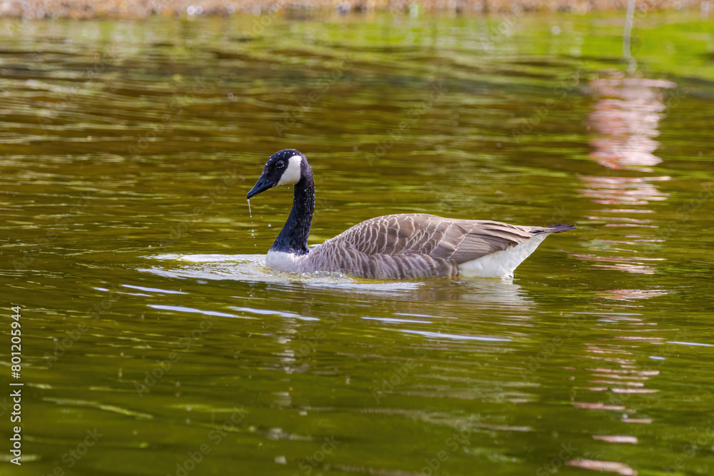 Grey wild goose, cute Water Birds Geese