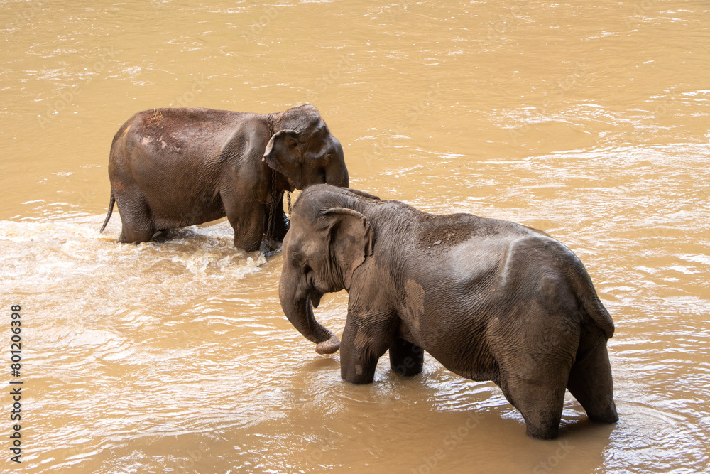 Selective focus Asian elephants in a murky brown river.