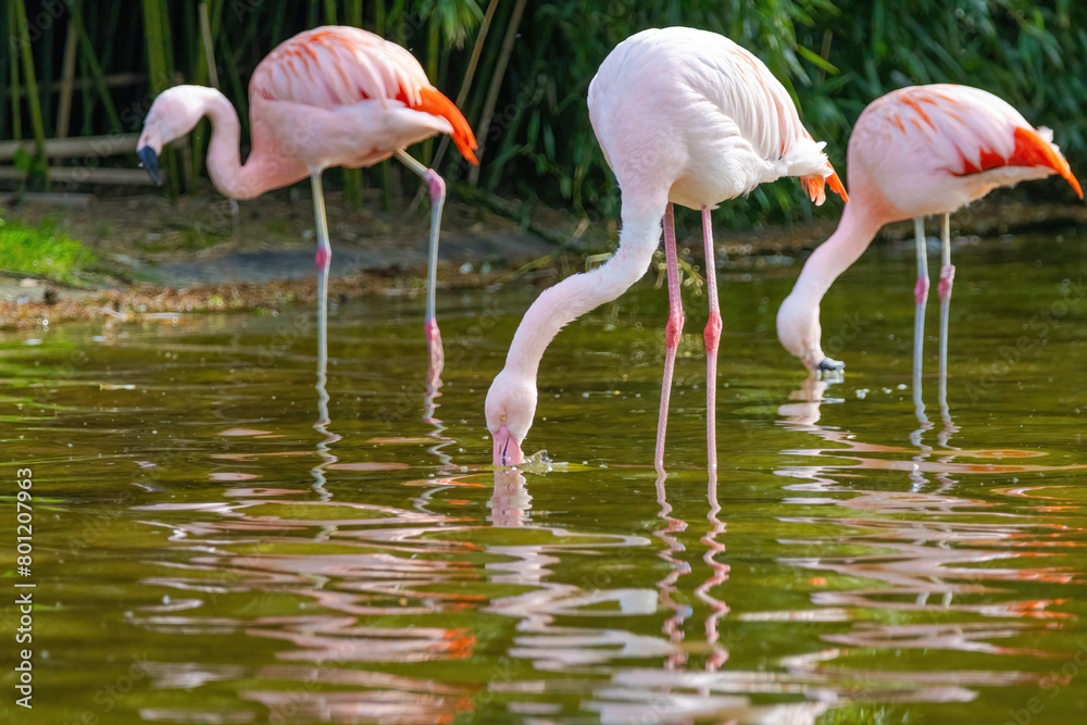 close-up portrait of african flamingo walking around in water close-up portrait of african flamingo walking around in water