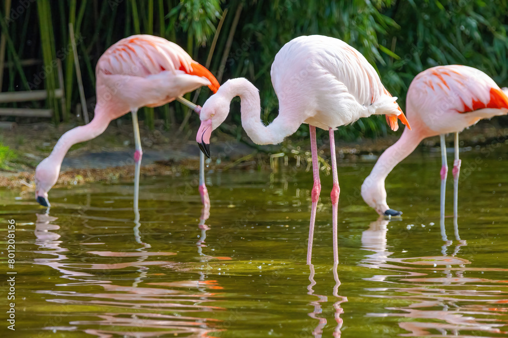close-up portrait of african flamingo walking around in water close-up portrait of african flamingo walking around in water