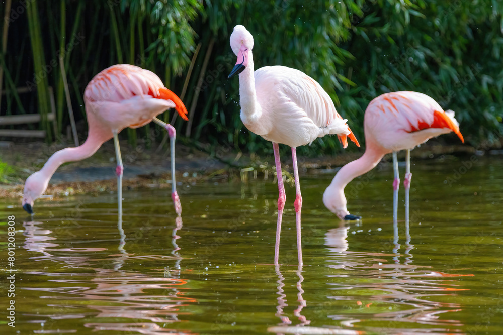 close-up portrait of african flamingo walking around in water close-up portrait of african flamingo walking around in water