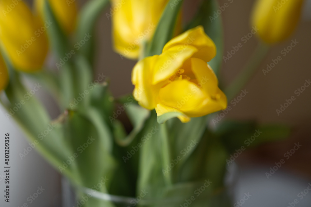 spring yellow tulips in a bouquet spring yellow tulips in a bouquet