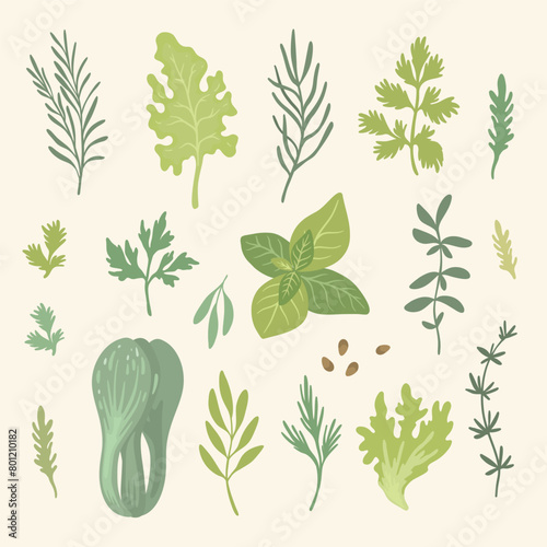 Spicy herbs set. Collection of fresh herbs with inscriptions isolated on white background. Herb plants for cooking and flavor. Flat vector Ingredients for fragrant dishes. Culinary spices for menu. Ve