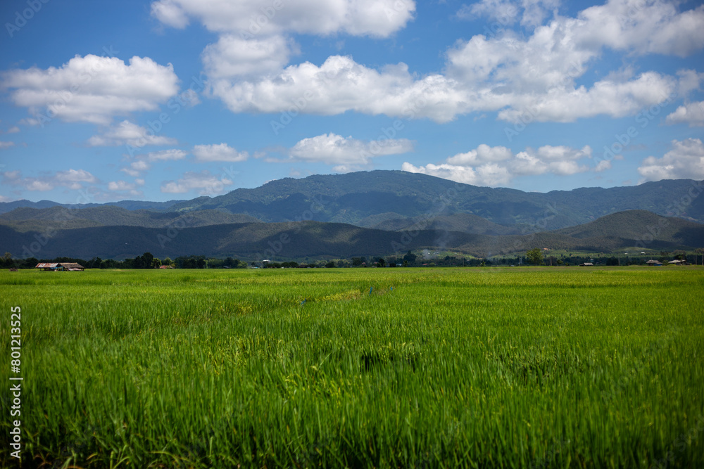Mountain rice field landscape. Clear sky. Rice plants in the green field