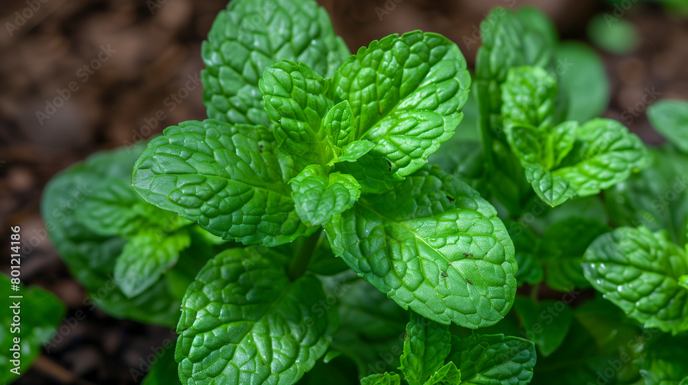 Fresh Mint Fresh Mint