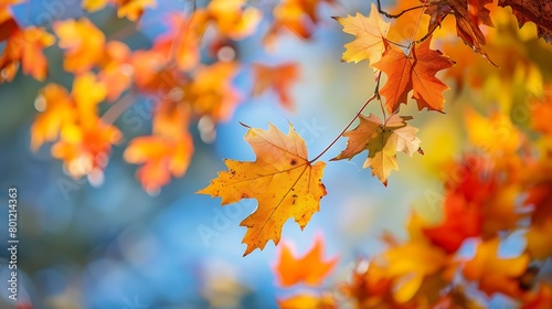 Beautiful fall foliage in summer