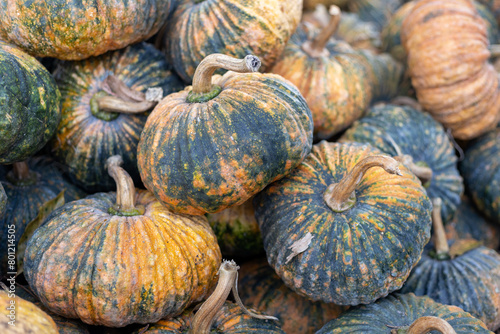 selective focus green and yellow pumpkins in a pile in a fruit shop This type of pumpkin has firm, sweet, delicious flesh.
