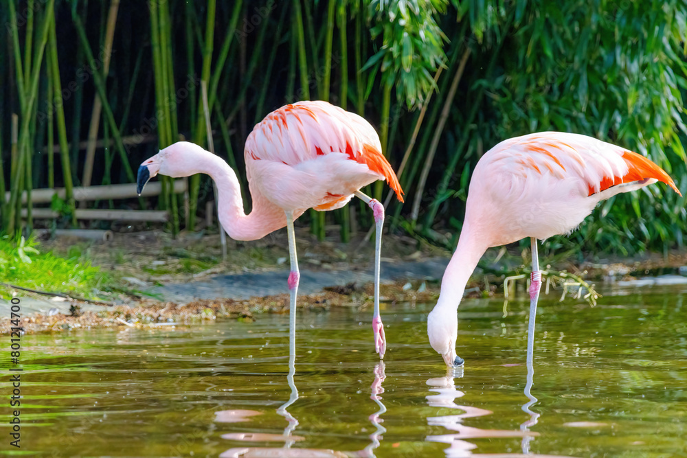close-up portrait of african flamingo walking around in water close-up portrait of african flamingo walking around in water