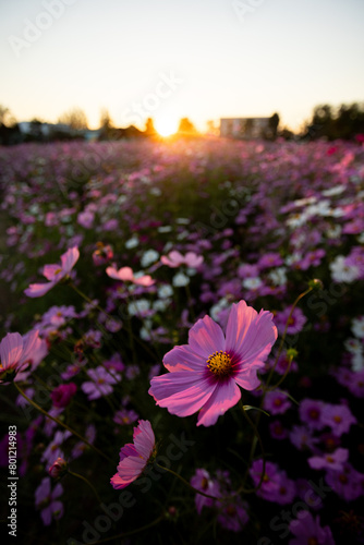 Selective focus purple-pink cosmos flowers in a flower garden on a sunset evening It feels lonely and sad when there is room for text.