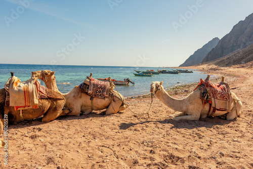 Camels resting on the Egyptian beach. Camelus dromedarius. Summertime outdoor.