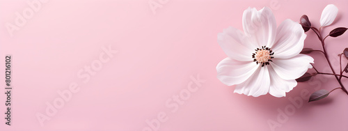 Spring flowers on pink background. Banner with with copy space. Hanami Hana Matsuri festival. Template for Valentines day, wedding, International Womens Day, Mothers Day. Flat lay springtime border.