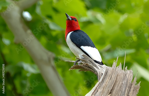 Photograph of a Red Headed Woodpecker, Melanerpes erythrocephalus, perched on a branch of a large oak tree and curiously looking all around a forest.