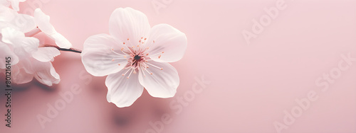 Banner with spring flowers on pink background with copy space. Template for Valentine's day, wedding, International Women's Day, Mother's Day. 
Flat lay springtime border. Hanami Hana Matsuri festival photo