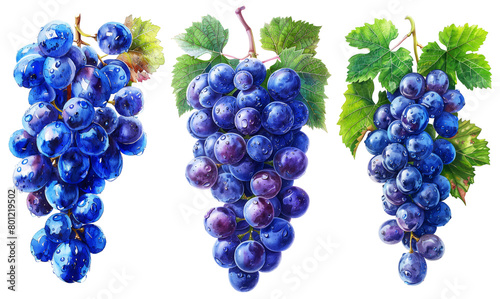 Set of blue wet grapes bunch with vine leaves isolated on transparent background.