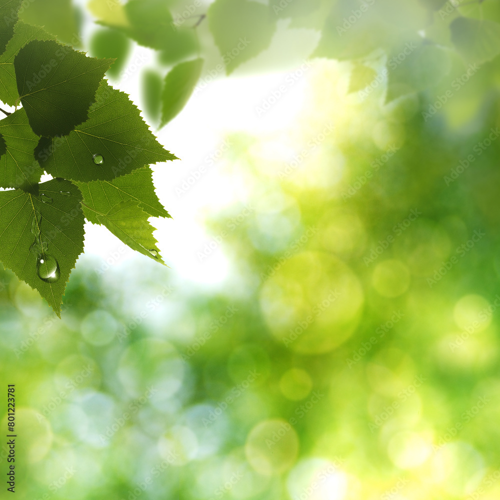 Fototapeta premium Birch foliage under bright sunlight, abstract spring and summer backgrounds