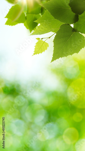 Birch foliage under bright sunlight, abstract spring and summer backgrounds