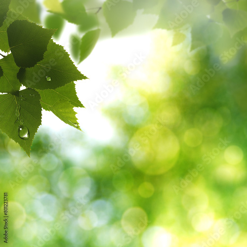 Birch foliage under bright sunlight, abstract spring and summer backgrounds