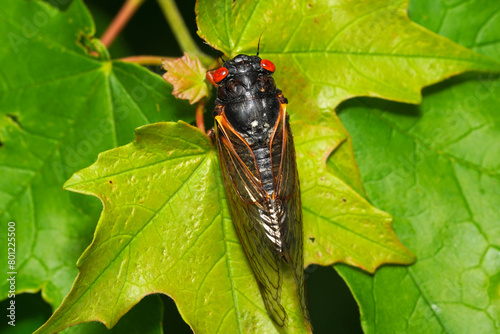 Periodic cicada resting on a leaf photo