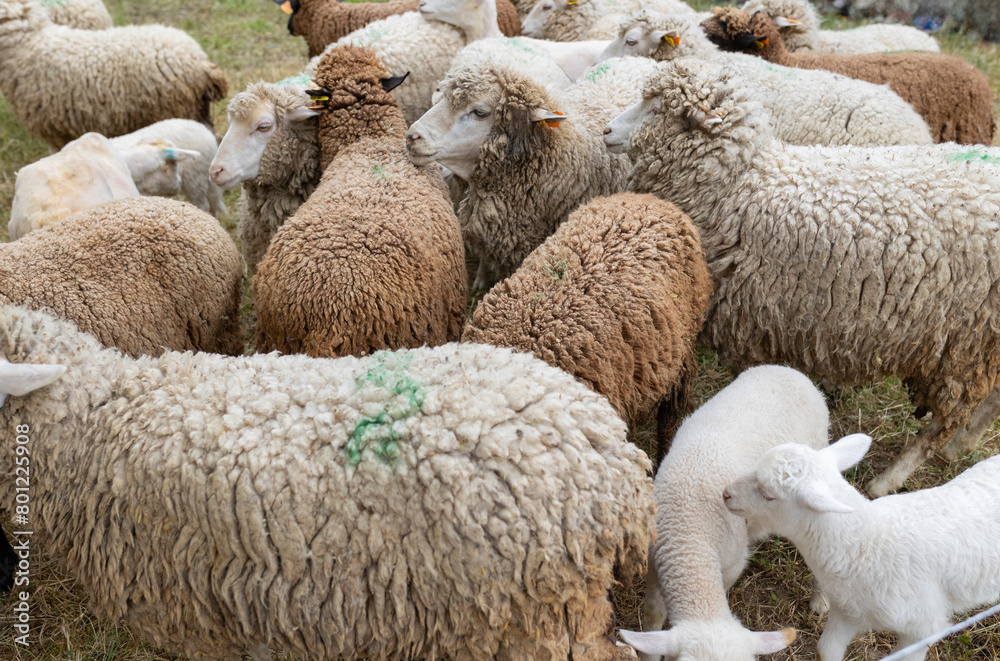 Fototapeta premium A herd of sheep are grazing in a field