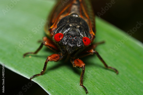 Macro of a 13-year periodic cicada photo