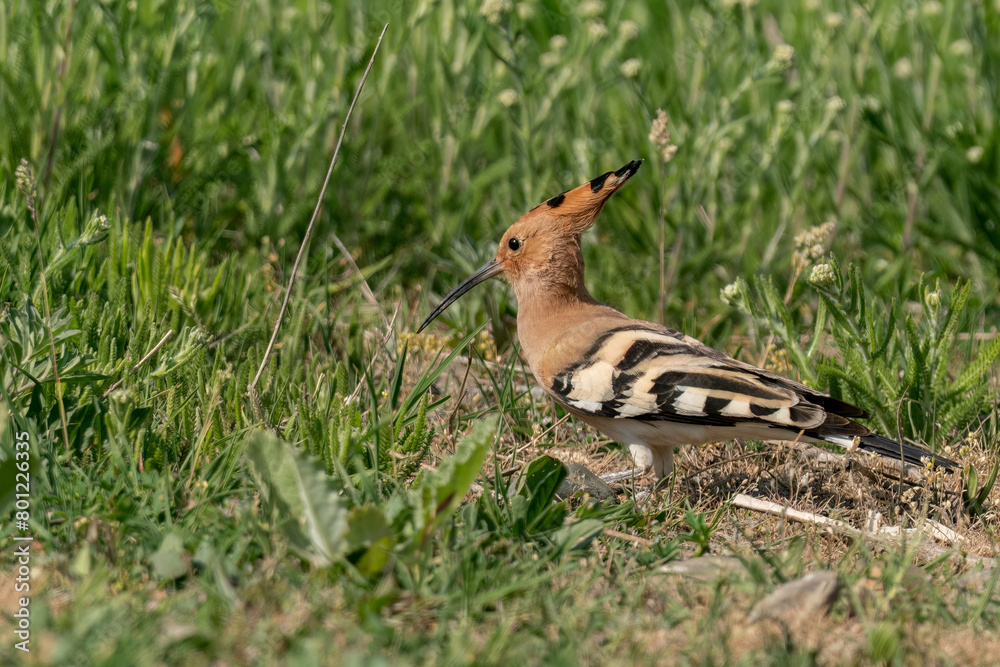 Eurasian hoopoe walking in the grass and looking for bugs