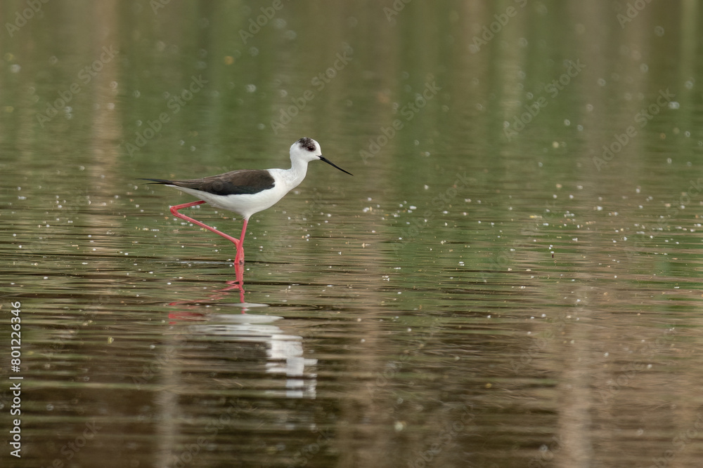Black-winged stilt standing in the water on one leg looking for bugs Black-winged stilt standing in the water on one leg looking for bugs