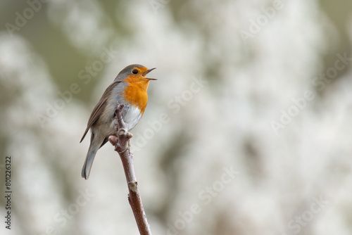 European robin perched on a branch and singing on a flower background