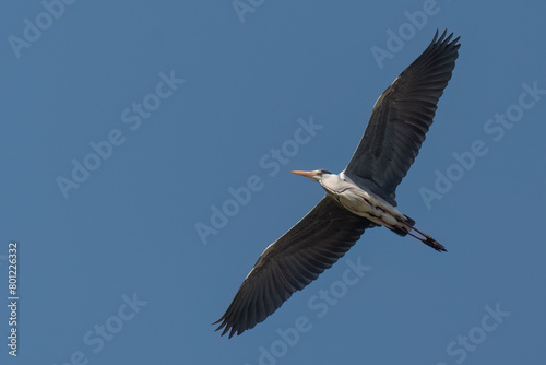 Grey heron flying in the sky with wide opened wings