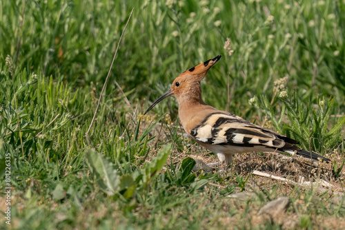 Eurasian hoopoe walking in the grass and looking for bugs