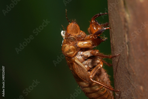 Shell left after a cicada nymph molts into an adult photo