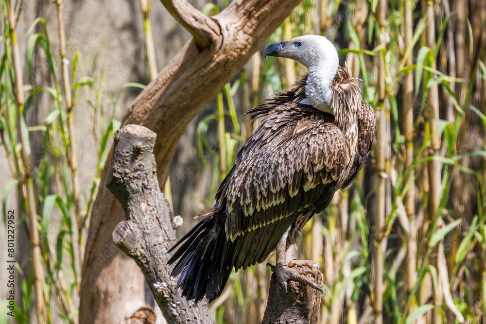 Naklejka premium A Ruppell's griffon vulture, Gyps rueppelli, a large bird of prey endemic to the Sahel region of Africa, and the highest flying bird in the world. Critically Endangered species.