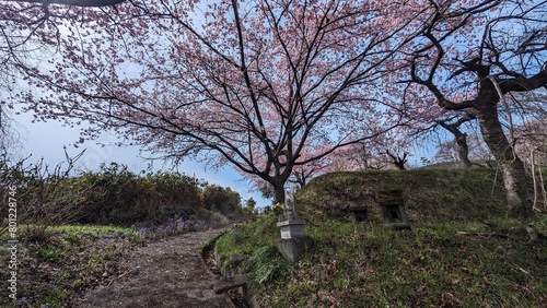 日本、群馬県渋川市、真龍寺の桜